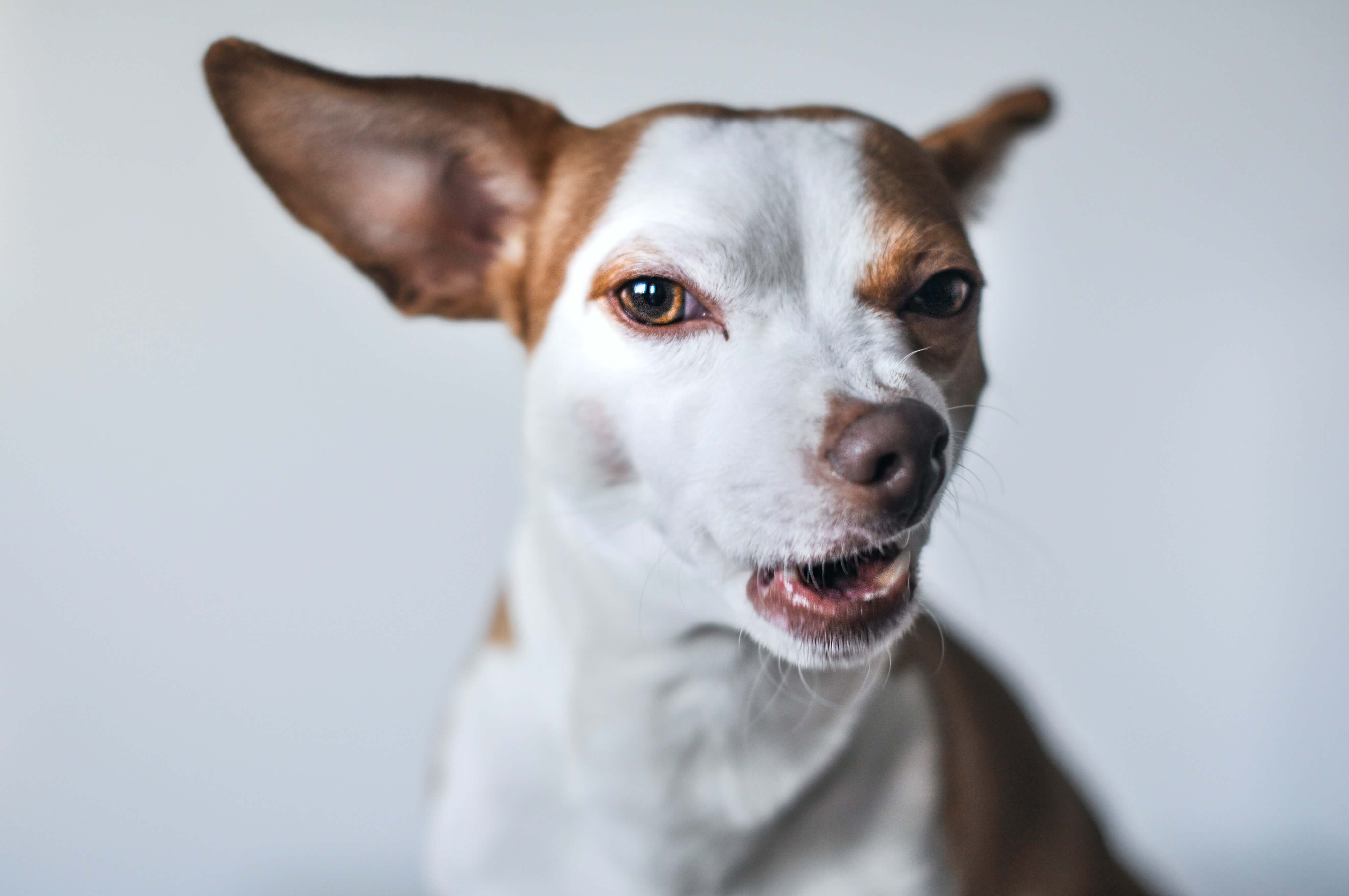 Tipos de latidos de cachorro entenda seu pet S2 Pet